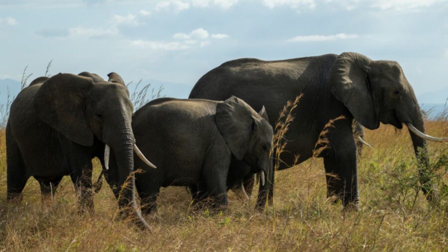 Turista muore schiacciato da un elefante