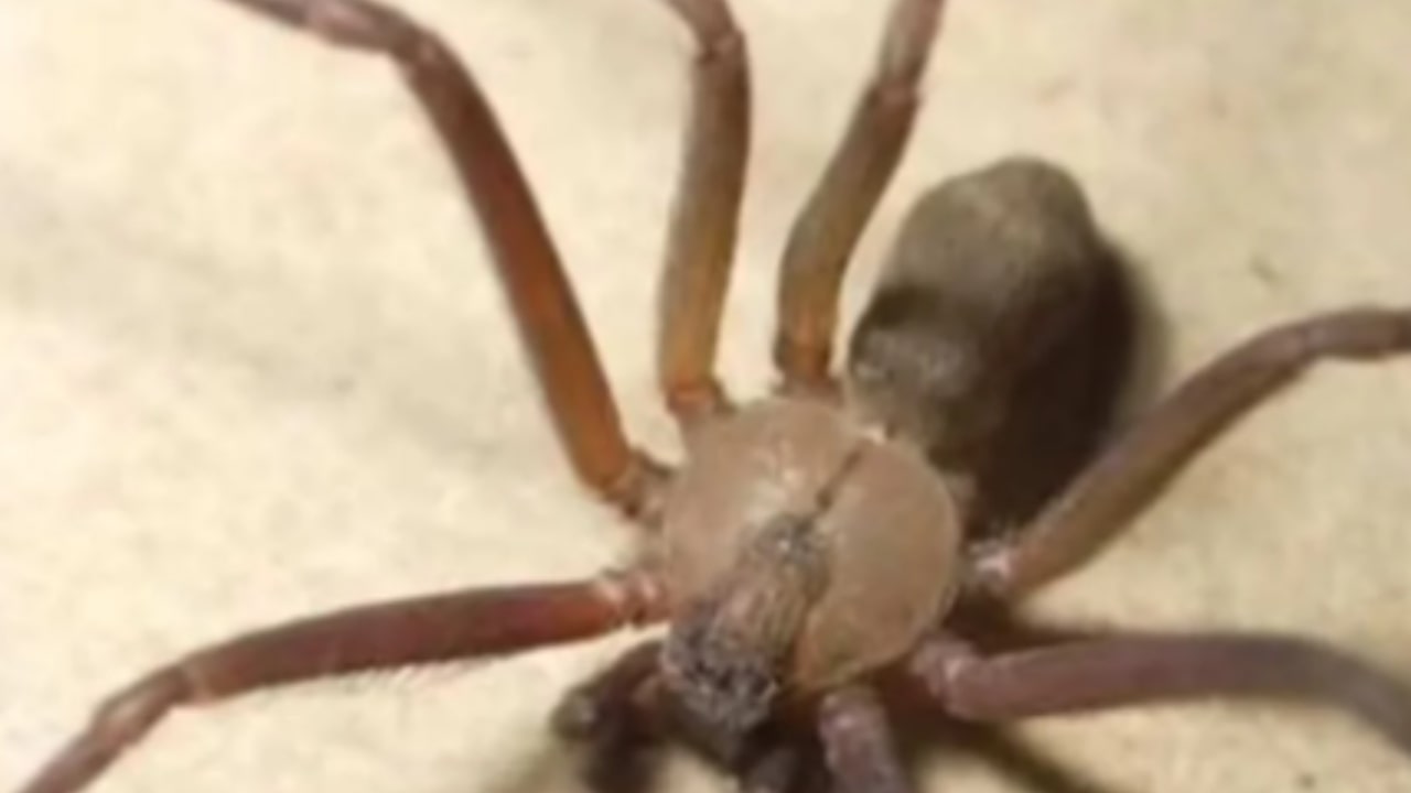 Man at risk of amputation after being bitten by a violin spider