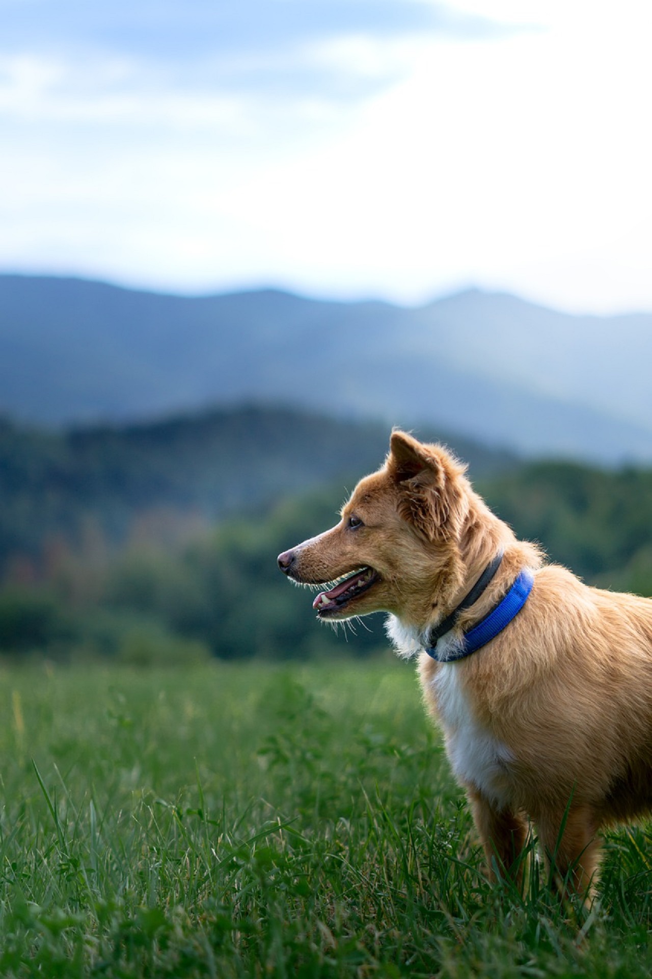 dog does not abandon dead owner in mountains