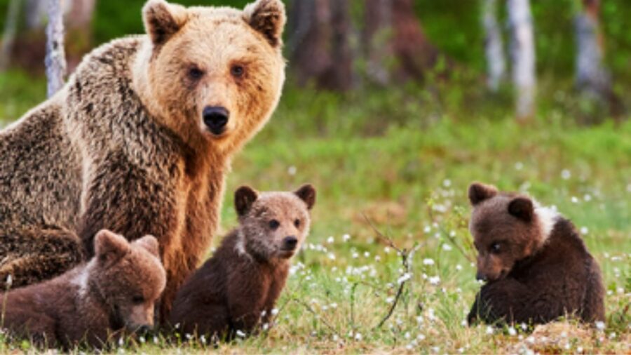 Orso bruno insieme ai cuccioli; foto dall'archivio