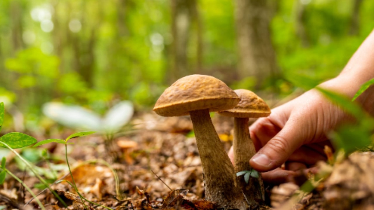 He goes out to pick mushrooms but is struck down by illness