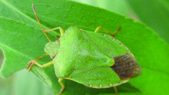 Allarme cimici in casa: c’è un motivo se entrano nel tuo appartamento, ti sveliamo come allontanarle