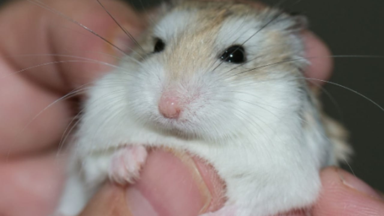 Hamster bites woman who dies in hospital