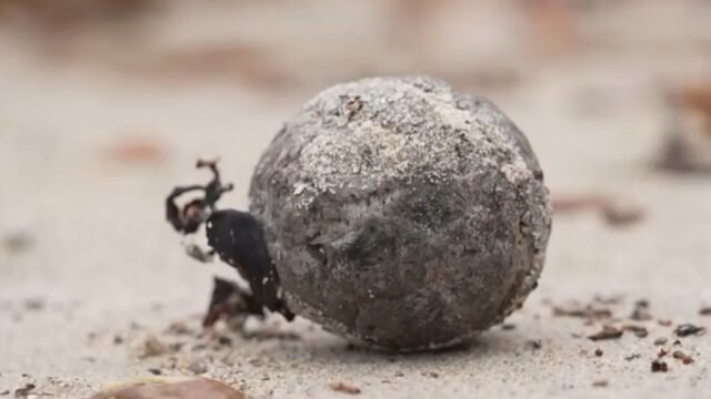 Stanno comparendo su moltissime spiagge, se vedi queste palle nere fermati e non toccarle: di cosa si tratta