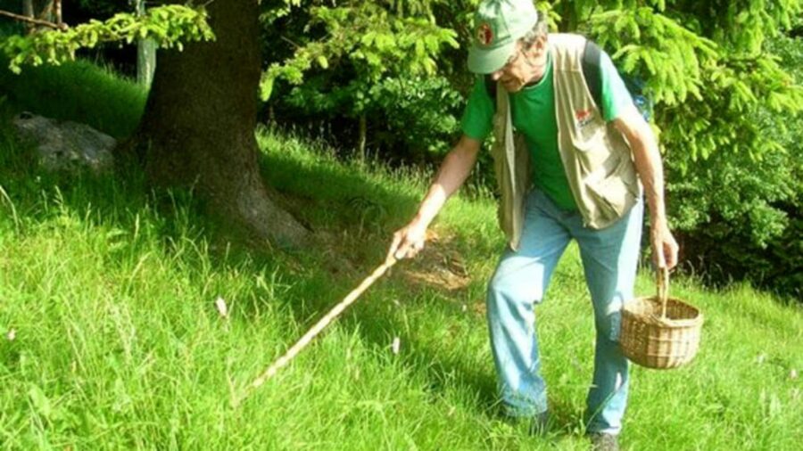 mushroom picker