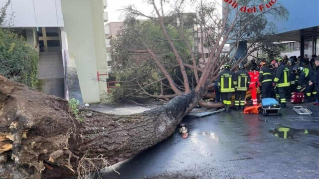 Albero cade davanti l’università, la situazione è seria, ci sono feriti gravi. Dove e cosa è successo