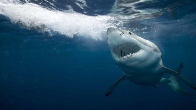 Tragedia in vacanza, attaccati da uno squalo, il bilancio è grave: dove e cosa è successo