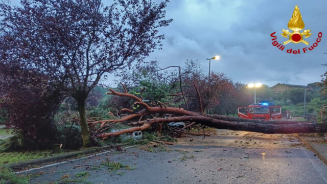 “Passava di lì proprio in quel momento” Albero cade all’improvviso: il bilancio è drammatico