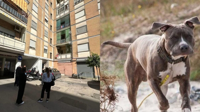 “L’hanno sequestrato al papà” Svolta nel caso della bimba uccisa dal pitbull: cosa è emerso nelle scorse ore