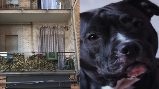 “Accadrà oggi in quell’appartamento” Bimba di 9 mesi azzannata dal pitbull ad Acerra: cosa sta emergendo