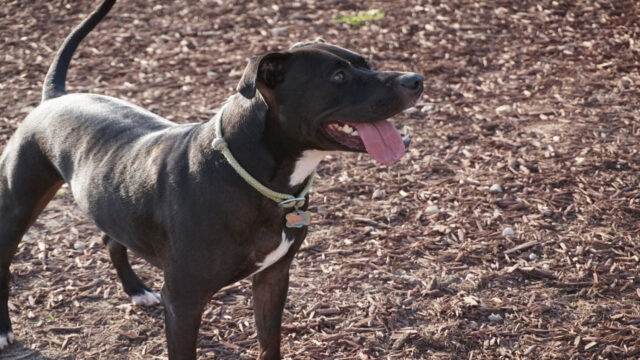 Bambina uccisa da un pitbull, un super testimone rivela un agghiacciante dettaglio: cosa è emerso nelle scorse ore