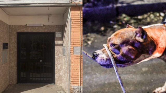 Bimba uccisa dal pitbull ad Acerra, la terribile scoperta sul padre della bimba