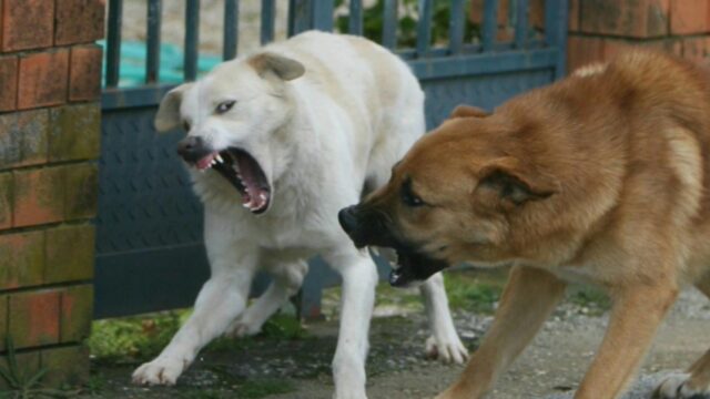 Aggredito da un branco di cani, l’epilogo è straziante: la tragica scoperta fatta dalle figlie 