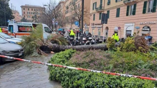 Muore schiacciata da una palma, purtroppo non c’è stato nulla da fare: dove e cosa è successo